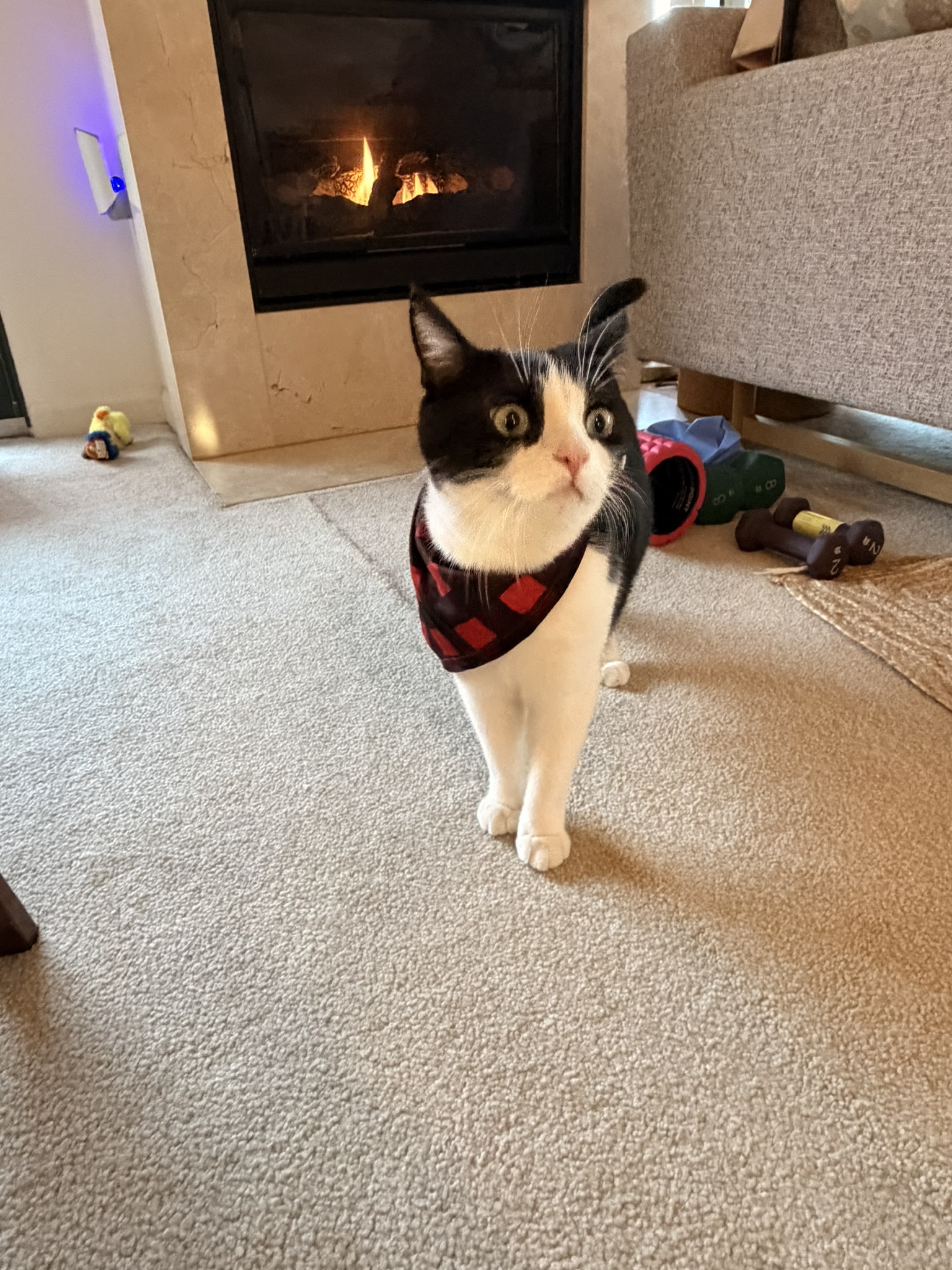 Wangzai, cozy by the fire